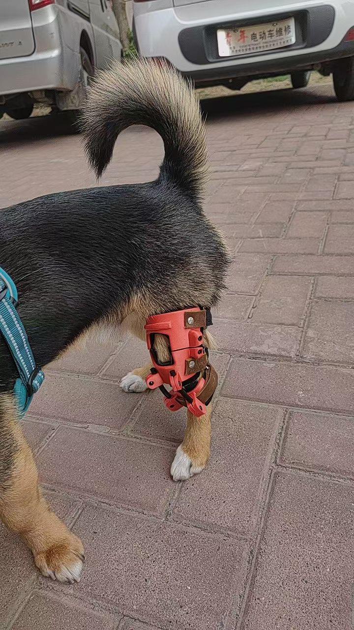 Active dog wearing a custom knee support brace
