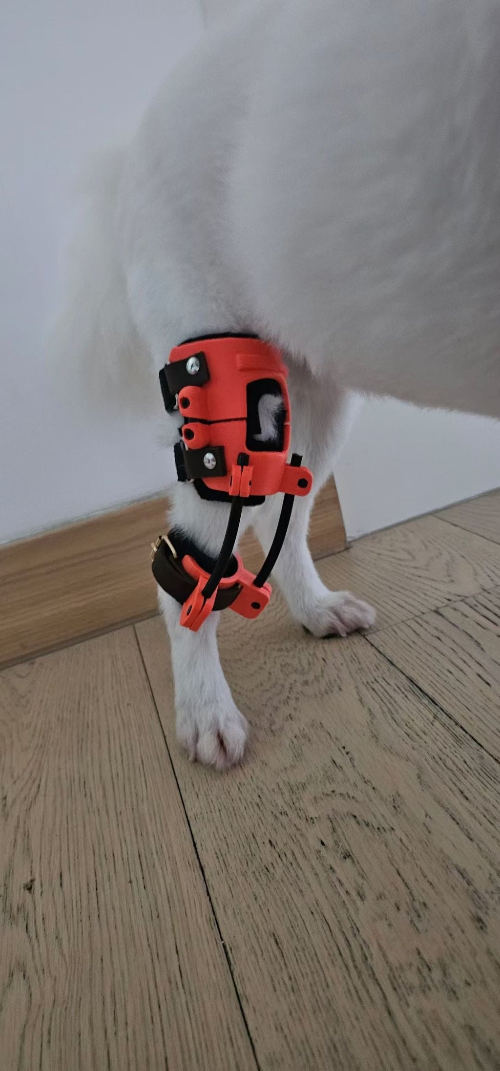 Medium dog wearing a custom knee support brace