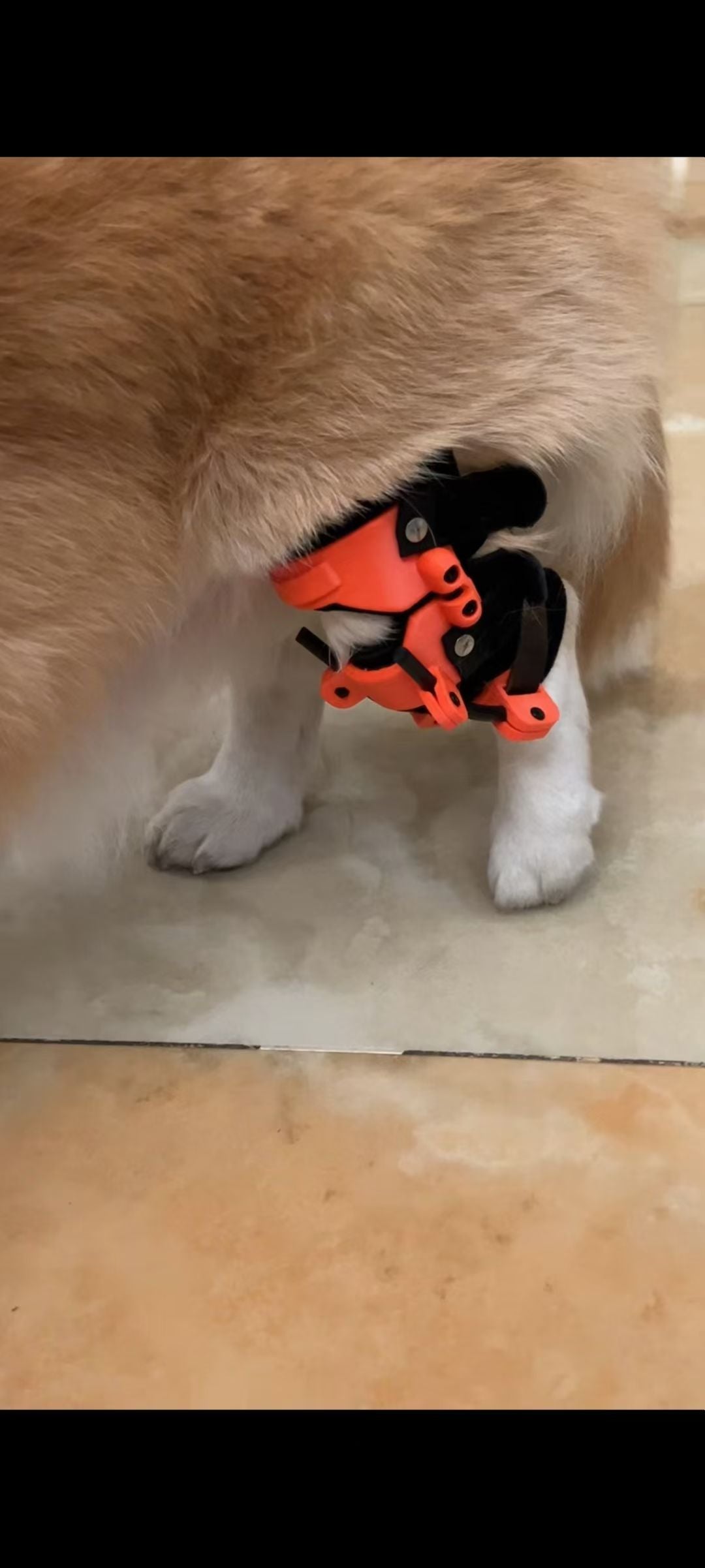 Dog wearing a red K9BracePro custom knee support brace