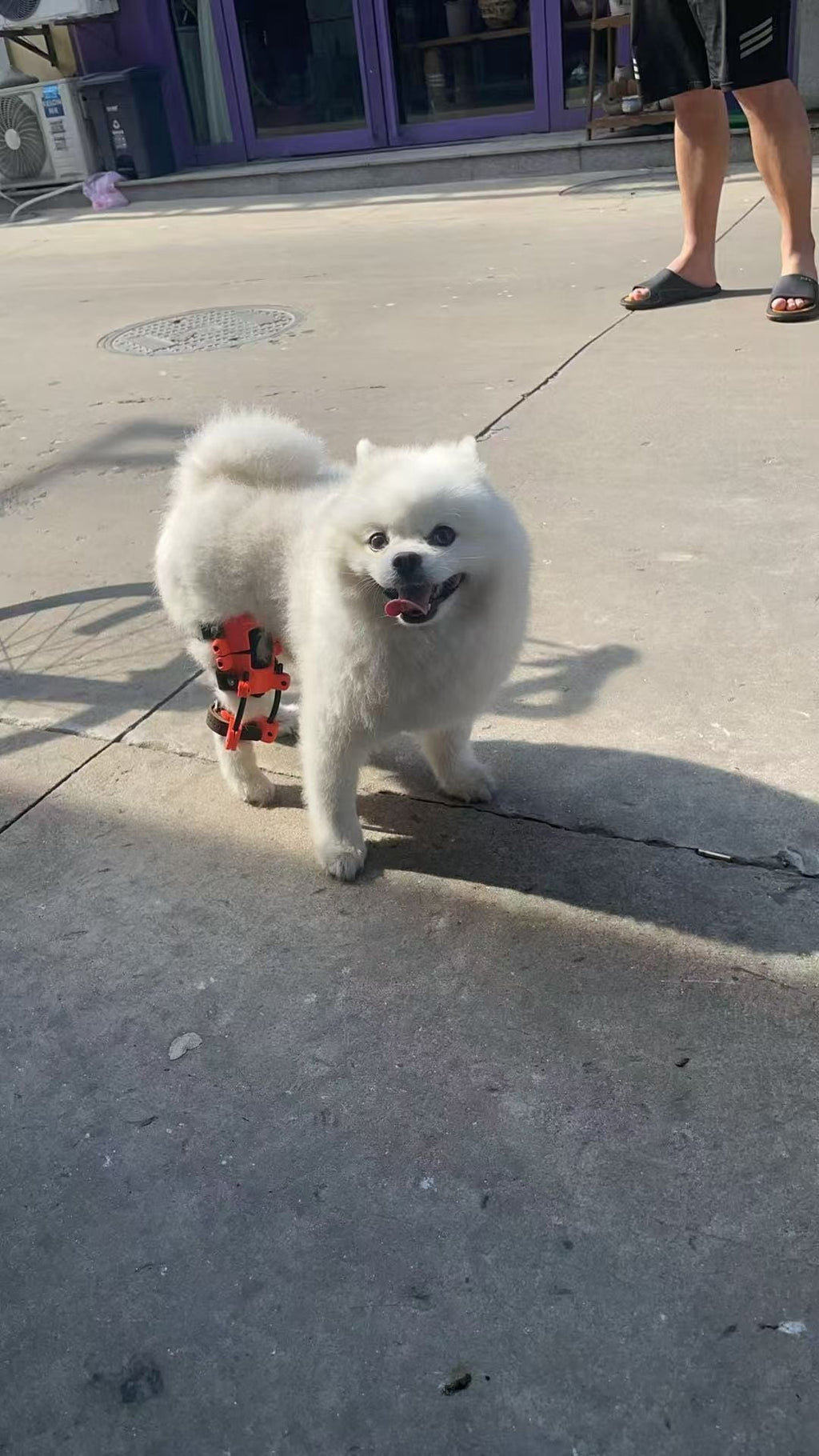 Small dog wearing a custom knee support brace