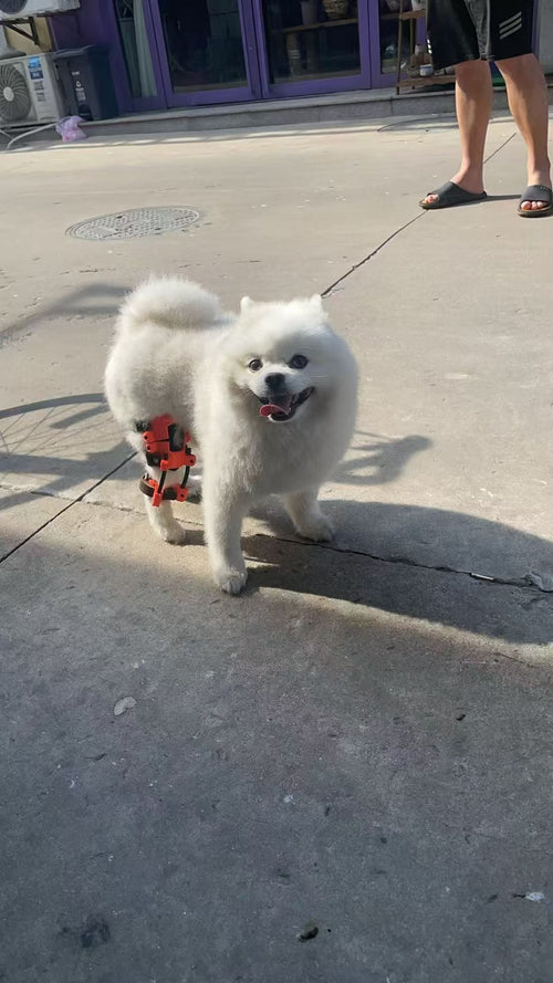 Small dog wearing a custom knee support brace