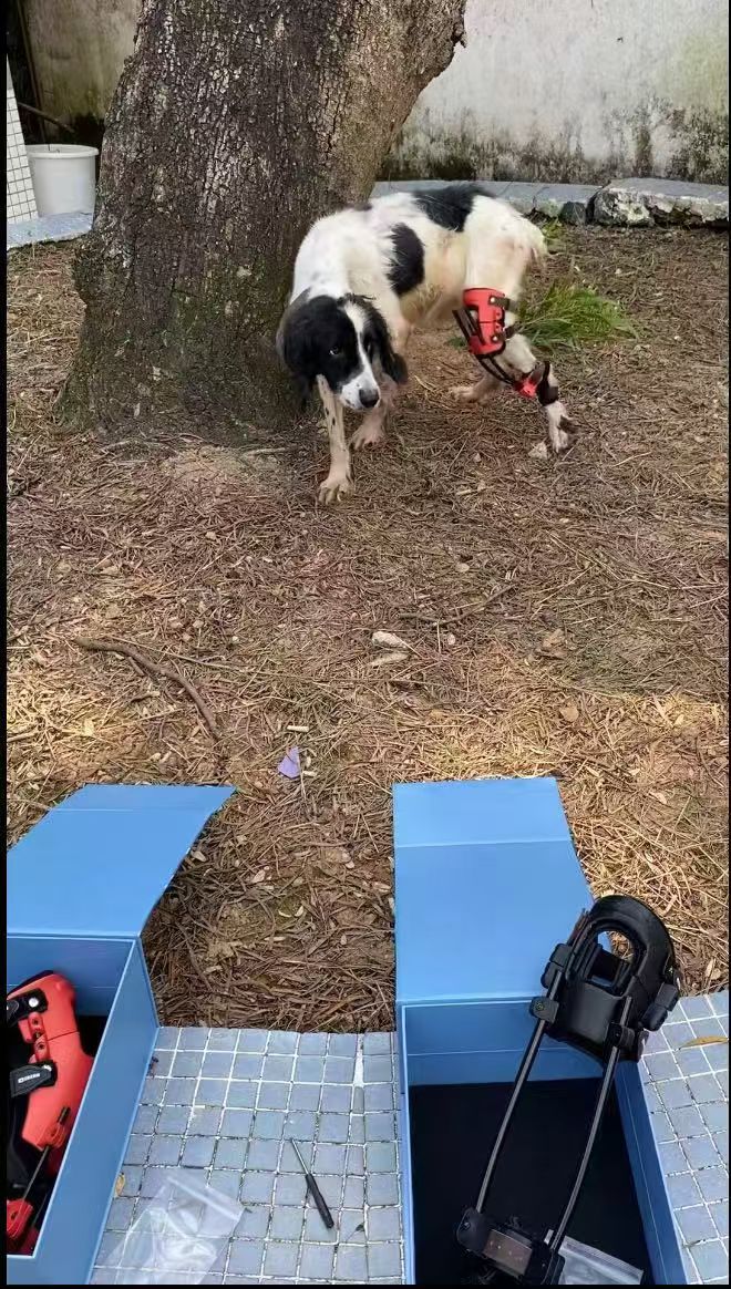Dog walking with a custom rear leg support brace