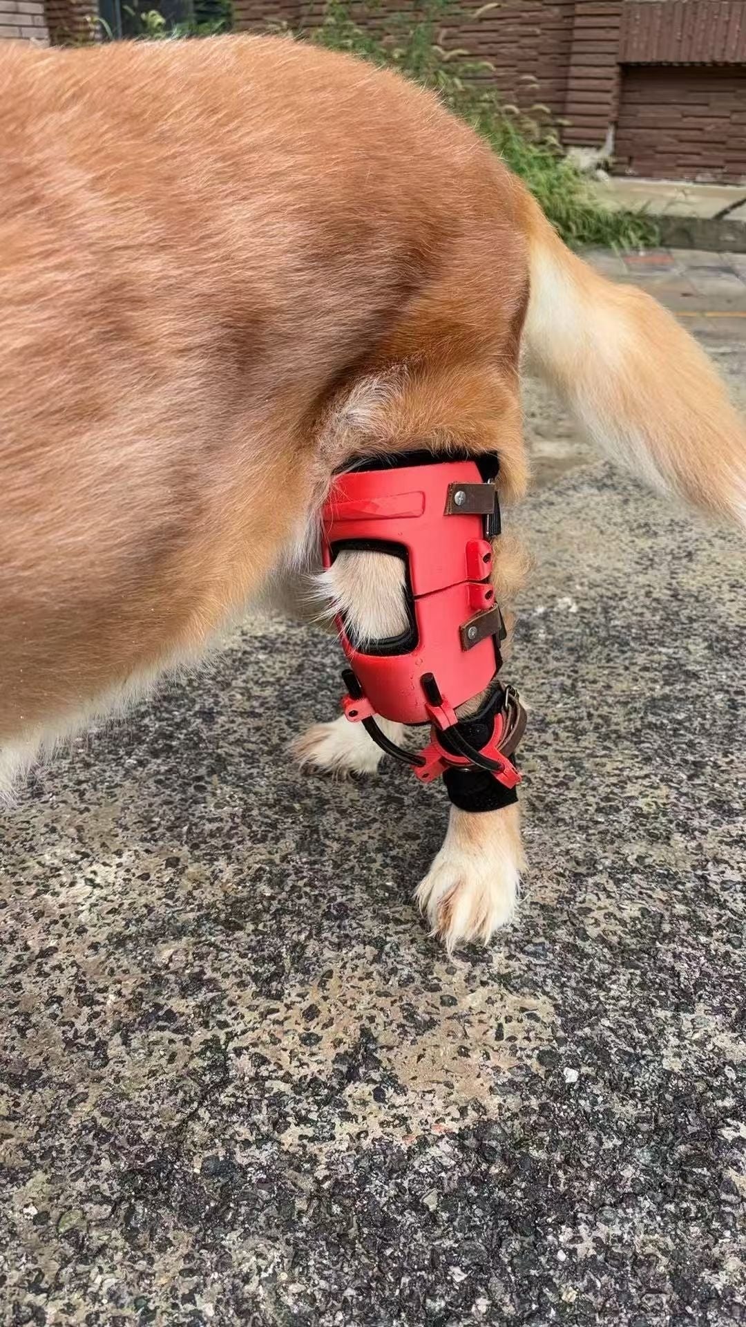 Close view of a custom articulated knee brace fitted to a dog