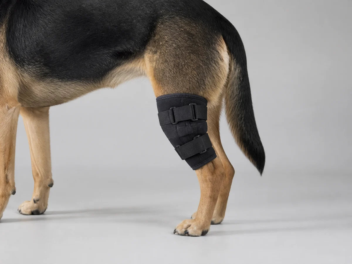 Example of a standard-size soft dog knee brace