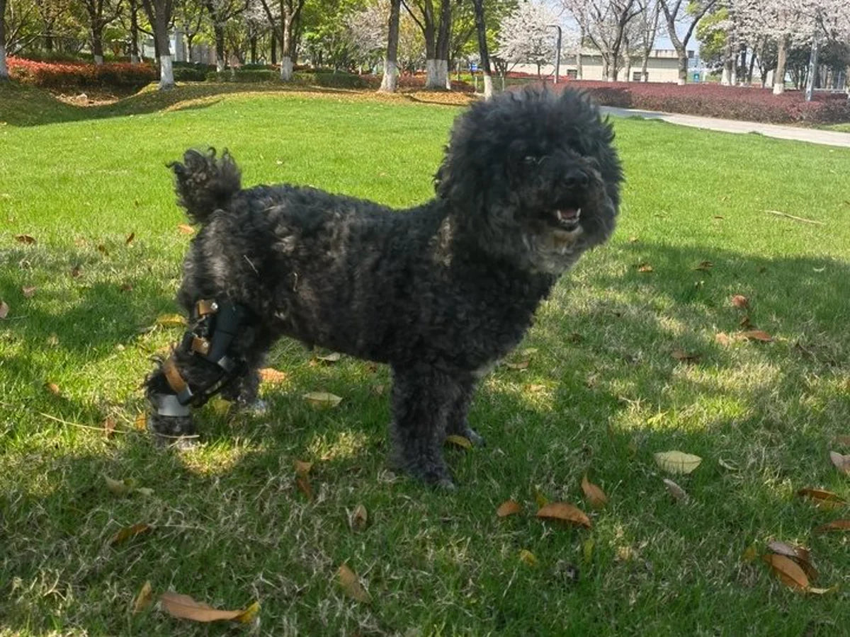 Dog standing outdoors with a clearly visible K9BracePro custom knee brace